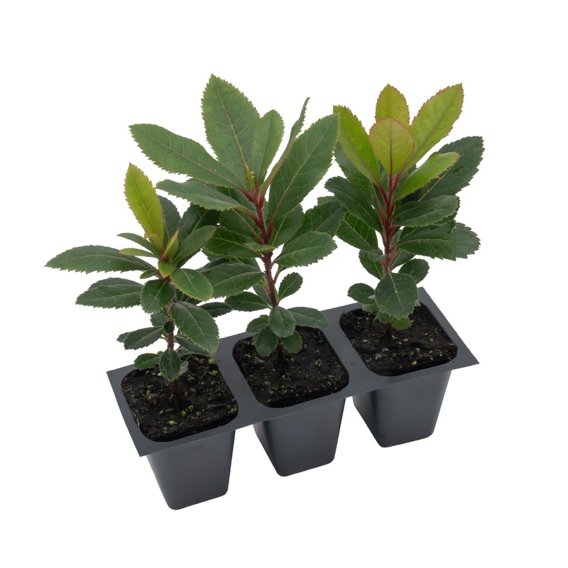 3 Live Strawberry Tree Plants (Arbutus Unedo) – Sweet Resilient