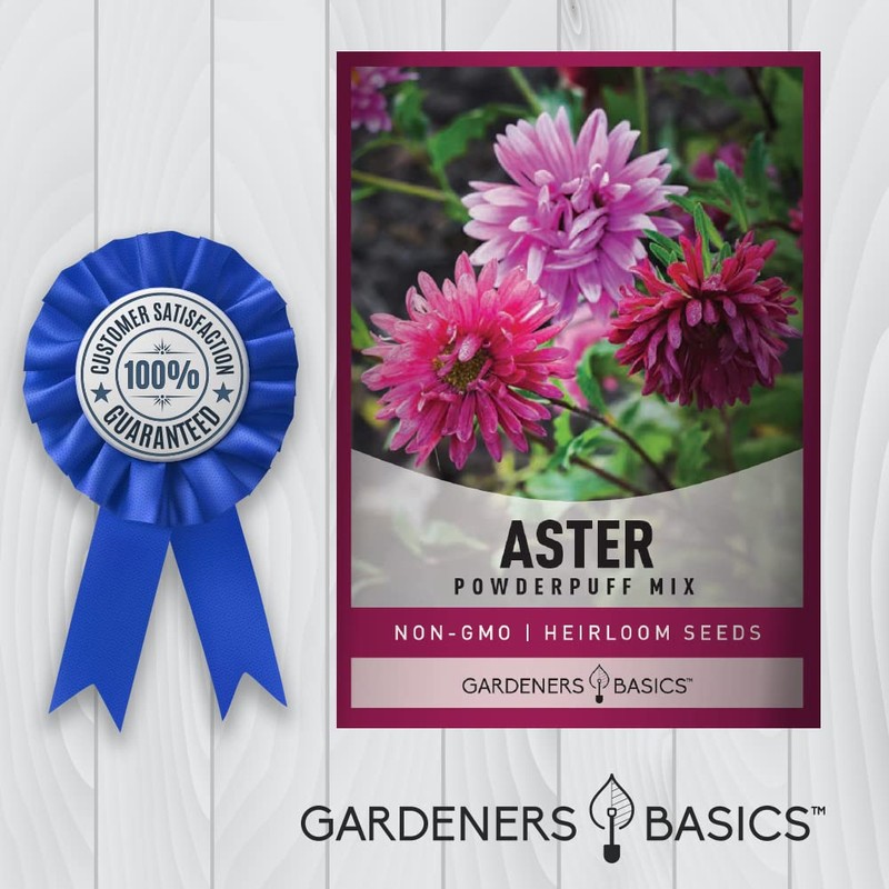 Aster Powderpuff Mix Flower Seeds