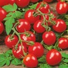 Tomato Cherry Maskotka Cascading Trailing Dwarf Bush Tomato 50+ Seeds