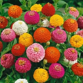 Fresh 250+ LILLIPUT ZINNIA COLORFUL FRESH HARVEST FOR GARDENS
