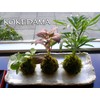 Kokedama soil (3kg)