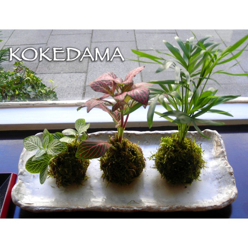 Kokedama soil (3kg)