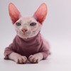 Ropa de gato sin pelo, cálida y suave, otoño e