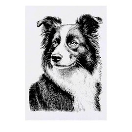 'Border Collie Portrait' Temporary Tattoo - Water Resistant, Skin-Safe, Non-Toxic Transfer (TO00084887)