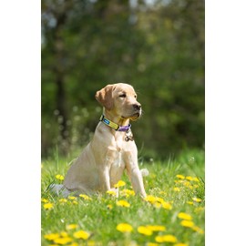 Cat & Dog Collar Bell, Pack of 2, Extra Loud Dog Bell for Pet Tracking & Saving Wildlife, Birds, Durable Iron Split Ring & Lobster Bell Clip (BRONZE 2 PC)