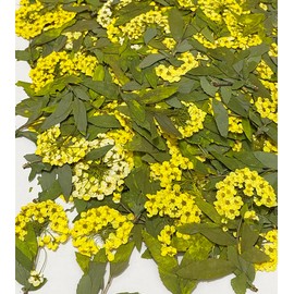 HANDI-KAFU Yellow Narcissus with Stem Real Natural Dried Pressed Flowers for Resin Art Craft DIY Pack of 12