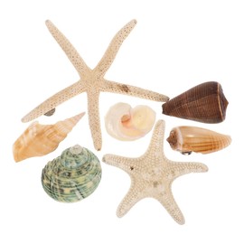 STOBOK 7PCS Shell Magnets Refrigerator Magnets Decorative Fridge Magnets Seashells Oysters Magnetic Decals for Home Kitchen Office, Random Style