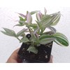 Wandering Jew Lilac - 2.5 inch Potted Plant - Tradescantia