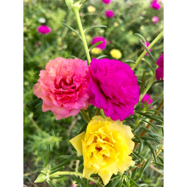 Seeds Multicolor Purslane Double Flower Mix 1000+ Seeds to Grow