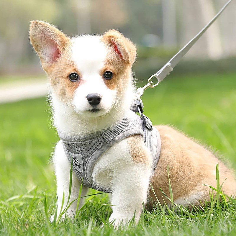 Cat Harness, Collar, For Dogs & Cats, Small Dogs, Rabbits,