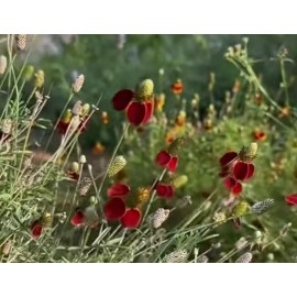 Fresh 200+ Mexican Hat Flower Seeds - FRESH 2024 HARVEST - Great Bee Pollinators!!!