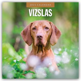 Vizslas – Magyar Vizsla – Kurzhaariger Ungarischer Vorstehhund 2025 – 16-Monatskalender: Original Red Robin Publishing Ltd-Kalender [Mehrsprachig] [Kalender] (Wall-Kalender)
