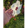 WHITE HIBISCUS MOSCHEUTOS (SWAMP ROSE-MALLOW) 20 SEEDS ( FRESH 2023