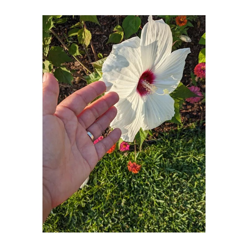WHITE HIBISCUS MOSCHEUTOS (SWAMP ROSE-MALLOW) 20 SEEDS ( FRESH 2023