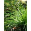 Carex eburnea (Bristle-Leaf Sedge)