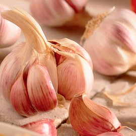 Garlic Set - Reliable Harvest - for Your Kitchen Garden (2 x Garlic Pink Germidour)