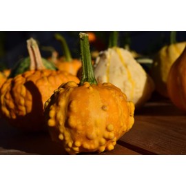 Seeds4planting - Seeds Ornamental Pumpkin Mix Heirloom Vegetable Non GMO