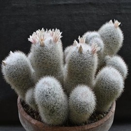 Mammillaria Candida (Snowball Cactus) Pink Flower Plant