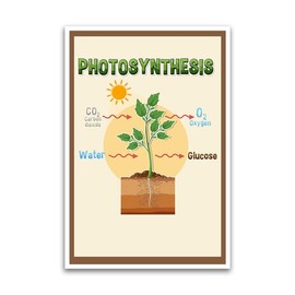Photosynthesis Process Poster - Science Biology Anatomy Educational Poster - 12 x 18 Inch Premium Gloss Poster - For Classrooms Dorms And Home Decor - Made in USA - FHJP0526