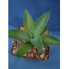 Crazy H Cactus Agave potatorum "Spawn" Starter Plants! FINALLY AVAILABLE!!