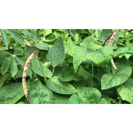 Yard Yummies 25 Mavuno Cowpea SEEDS Sprawling Cow pea Seeds Vigna unguiculata Cover Crop