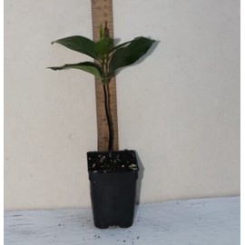 Manasota Permaculture 10" Tall Black Sapote Live Seedling Chocolate Pudding (Diospyros Nigra) Organic