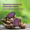 Carnium Botanicals Black Ginger Extrakt – Vegane Ingwer Kapseln, Glutenfrei,
