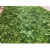 Fresh Moringa Oleifera Leaves 100% Organic Florida Grown USA 3.5