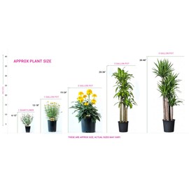 Pixies Gardens Granny Smith Apple Tree Fruits are Medium to Large in Size Crunchy Fresh Soft and Juicy (3 Gallon)