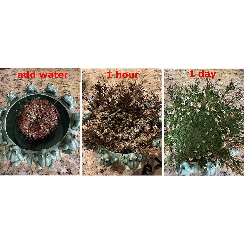 CircuitOffice Resurrection Plant Hydrophile Jericho Rose Plant
