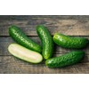 FUN AND GROW SEEDS: Seeds Pickling Cucumber Zasol Non GMO