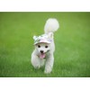 BbearT® Pet Hat, Leisure Visor, Pet Hat, Baseball Sun Hat,