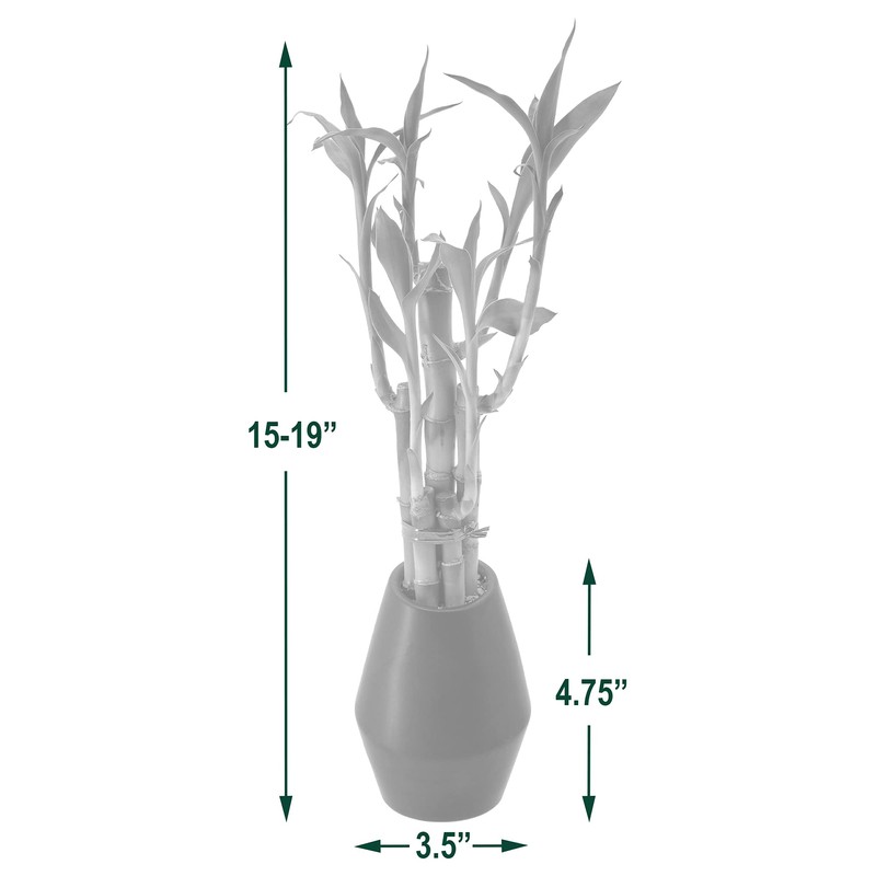 Arcadia Garden Products 5-Stem Lucky Bamboo, Live Indoor Plant in