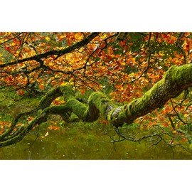 Autumn Theme Aquarium Background Jungle Rainforest with Lush Moss Terrarium Background Fall Style Maple Leaf Garden Lake Fish Tank Background Old Tropical Trees Reptile Habitat Background 36x18in