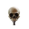 Kool Collectibles No Jaw Skull Head Shifter Shift Knob Rat