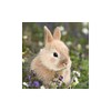 Paper + Design GmbH tabletop Bunny in Field Easter Serviettes