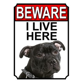 BEWARE I LIVE HERE METAL GATE SIGN AMERICAN STAFFORDSHIRE 200MM X 150MM (1038H1)