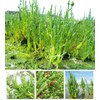 Organic Natural Pure Glasswort (Samphire, Salicornia Herbacea) Extract Powder -10.58
