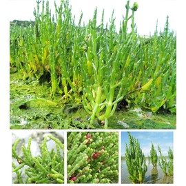 Organic Natural Pure Glasswort (Samphire, Salicornia Herbacea) Extract Powder -10.58 Ounce (300g)