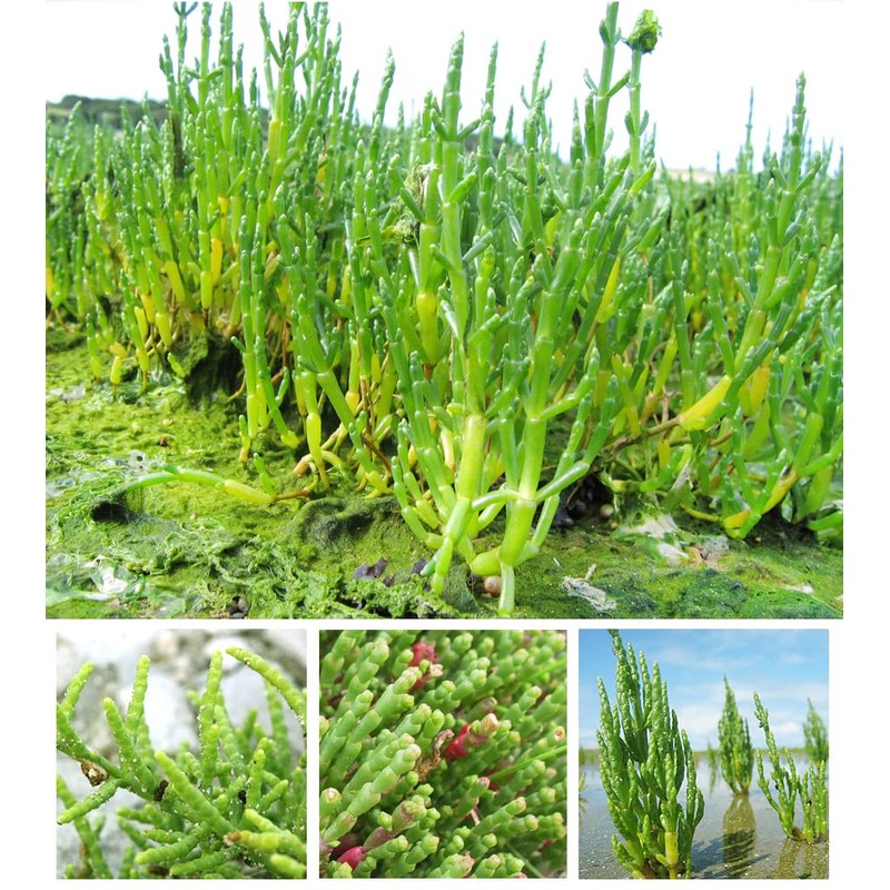 Organic Natural Pure Glasswort (Samphire, Salicornia Herbacea) Extract Powder -10.58