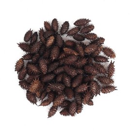 국산 볶은 도꼬마리 200g 태운 도꼬마리 Korean Roasted Gokseong-berry 200g Burnt Gokseong-berry