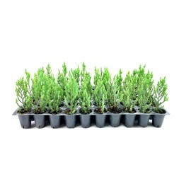 Blue Point Juniper | 20 Live Trees | Juniperus Chinensis | Drought Tolerant Low Maintenance Evergreen Plants
