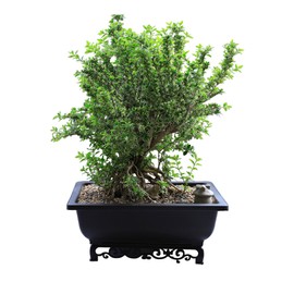 Cotta Planters Bonsai Pot – 2-Pack 14 Inch Large Bonsai Training Pot with Eelegant Stand – Rectangular Bonsai Pots with Mesh Drainage – Luxurious Bonsai Tree Pots Indoor Made with Recycled Plastic
