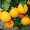 Tree Meyer Lemon Tree - 26-30" Tall - Live Fruit