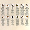 GEEZY Singing Bird Wall Clock, 12 Native Bird Species, Cuckoo