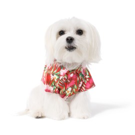 United Pups Hawaiian Shirt for Dogs Small to Medium Pets Cats Design for Summer Luau Style Beach Camp Vacation Floral Puppy T-Shirt (Size 5: Max Neck 17" Chest 31", Cool Pups Red)