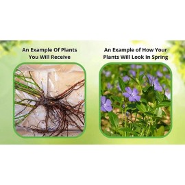 Perennial Indian Pink - Spigelia Marilandica Perennial Bare Root Live Garden Plant