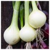 Everwilde Farms - 1 Lb Crystal White Wax Onion Seeds