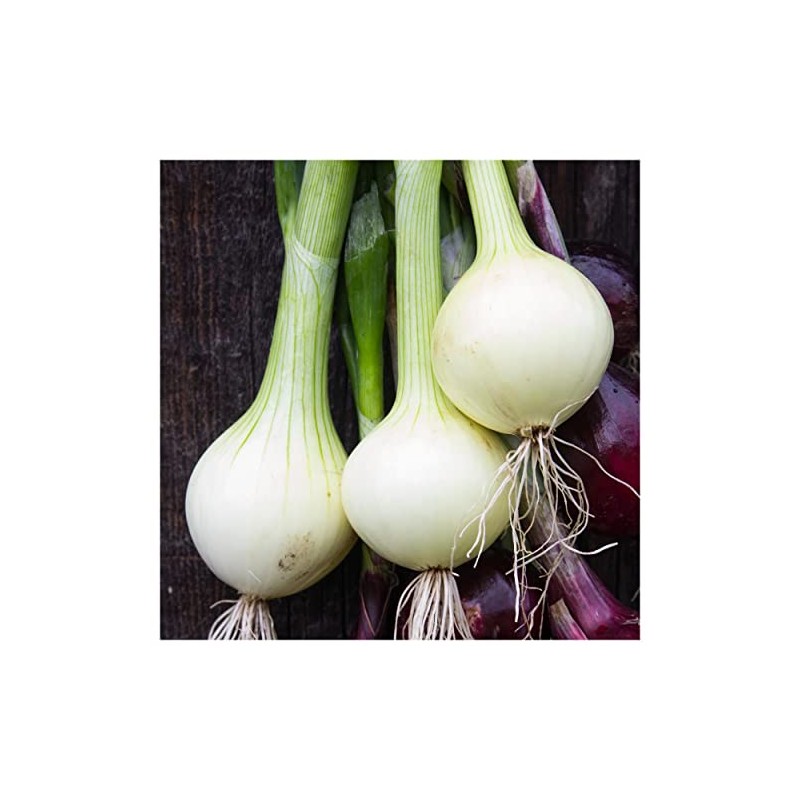 Everwilde Farms - 1 Lb Crystal White Wax Onion Seeds