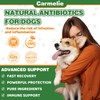 Natural Antibiotics for Dogs - Dog Antibiotics for Infection, Allergy,